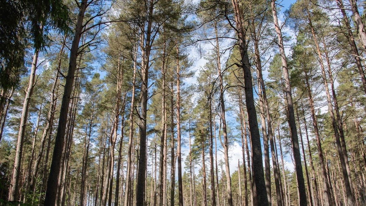Vertical view of a sunlit forest with tall pine trees under a blue sky.